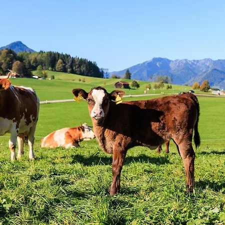 Oberaschenauer-hof Inkl. Chiemgaukarte Ruhpolding