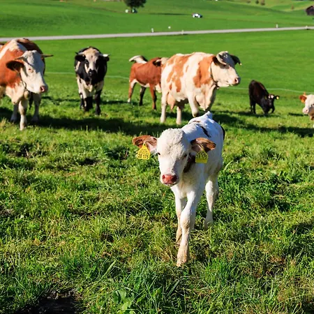 Farma Oberaschenauer-hof Inkl. Chiemgaukarte *