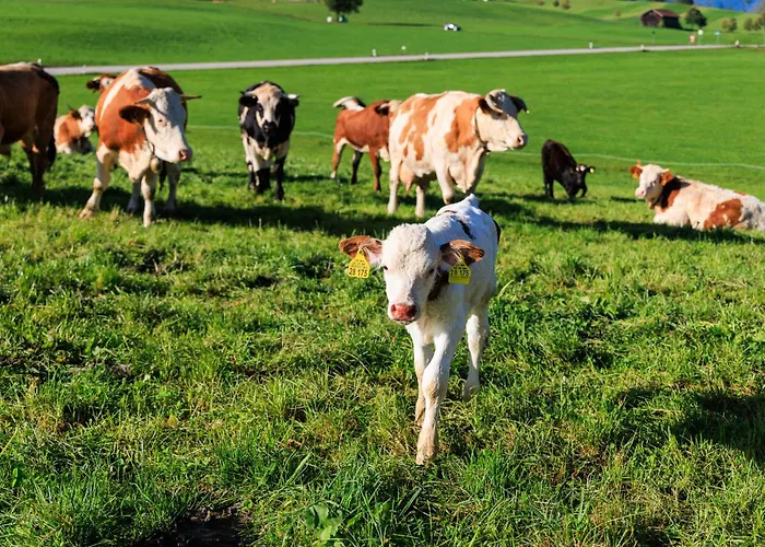 Farmház Oberaschenauer-hof Inkl. Chiemgaukarte *